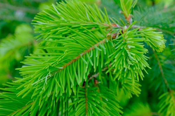 Green needles on Douglas-fir tree