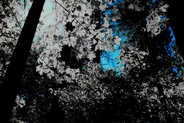 Maple trees and blue sky