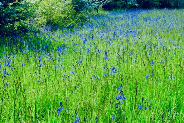 Meadow of camas in bloom