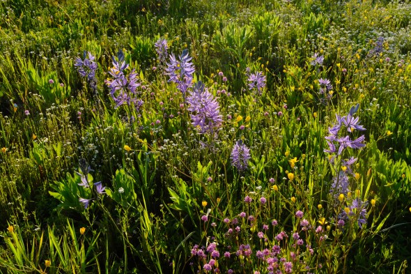 colorful wildflowers