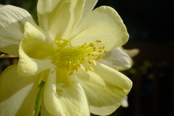 columbine flower