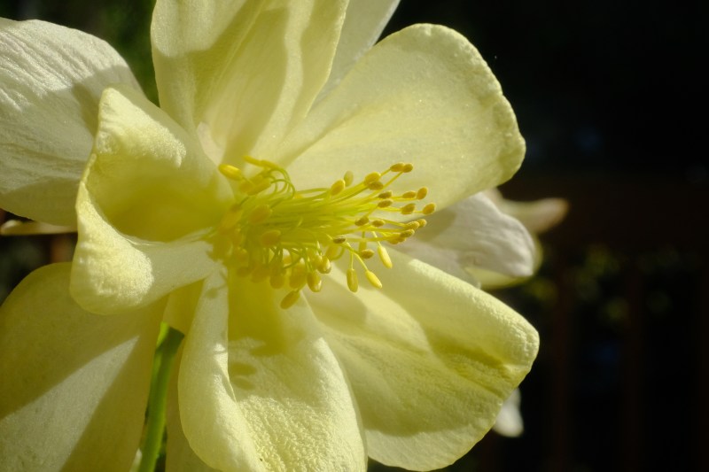 columbine flower