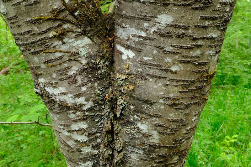 cherry tree trunks