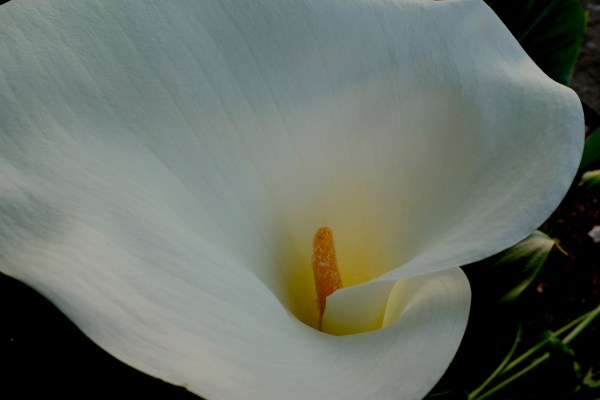 Calla lily