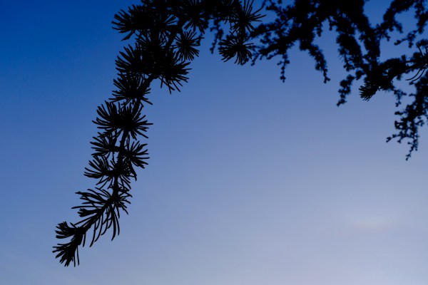 cedar branch and sky