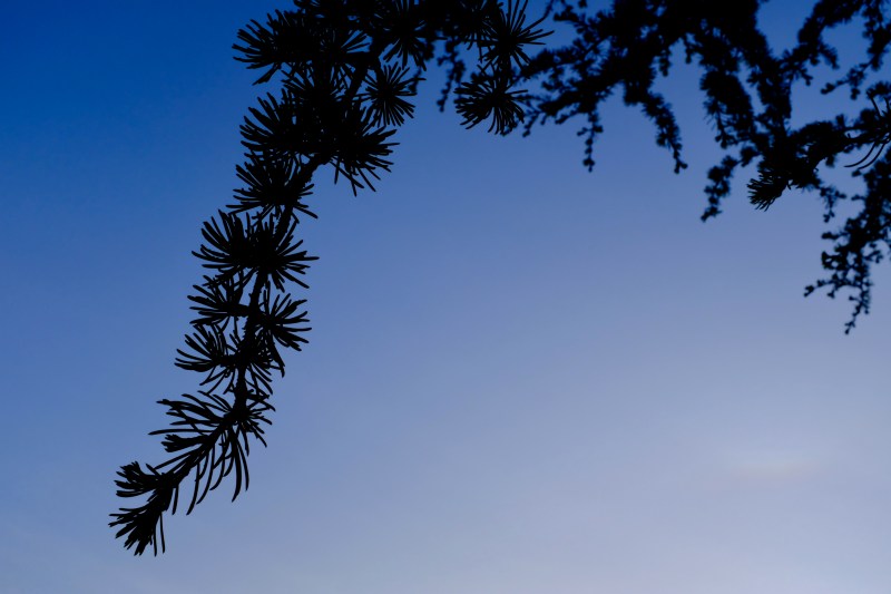 cedar branch and sky