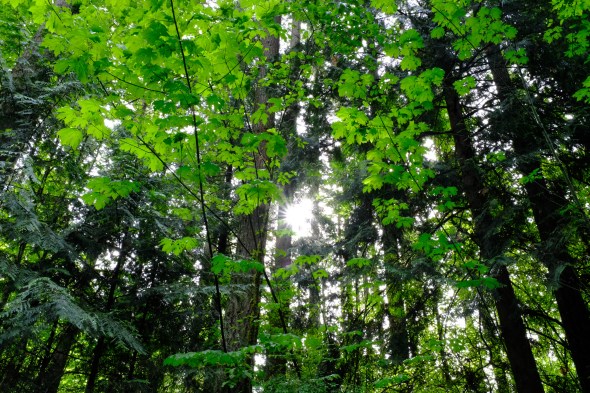 Forest of green foliage
