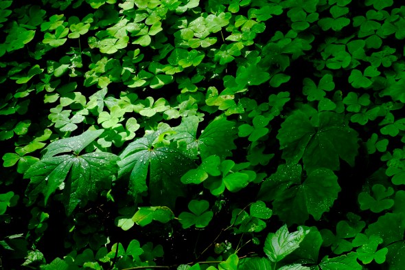 plants on forest floor
