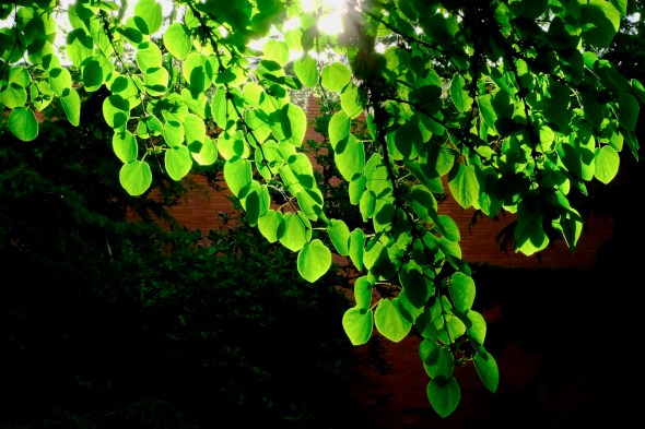 redbud leaves backlit by sun