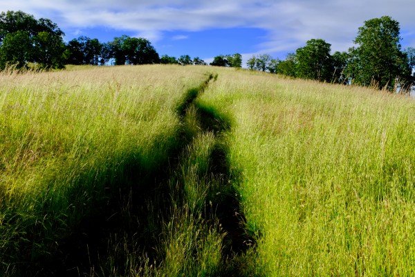path upward through meadow