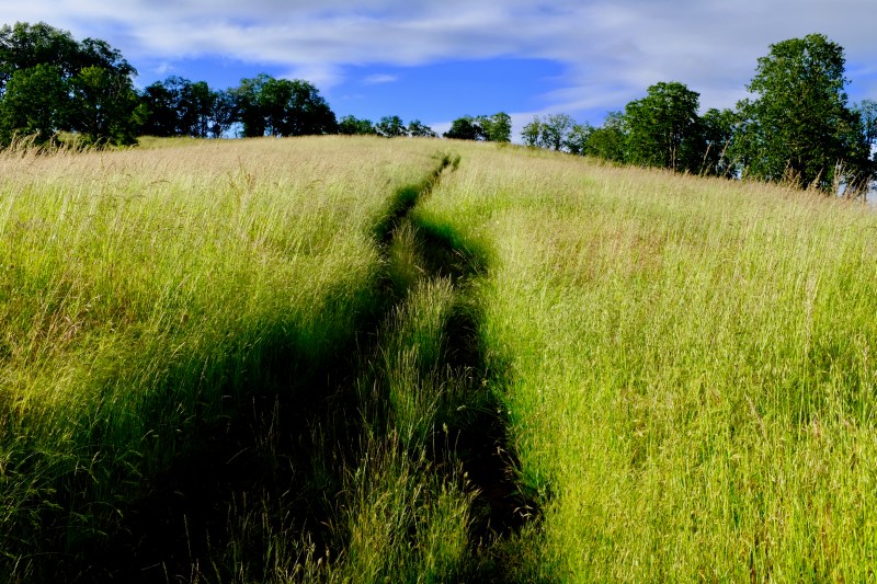 path upward through meadow