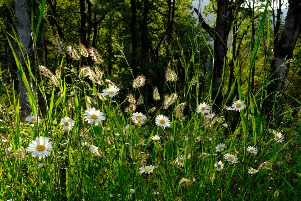 daisies and grasses