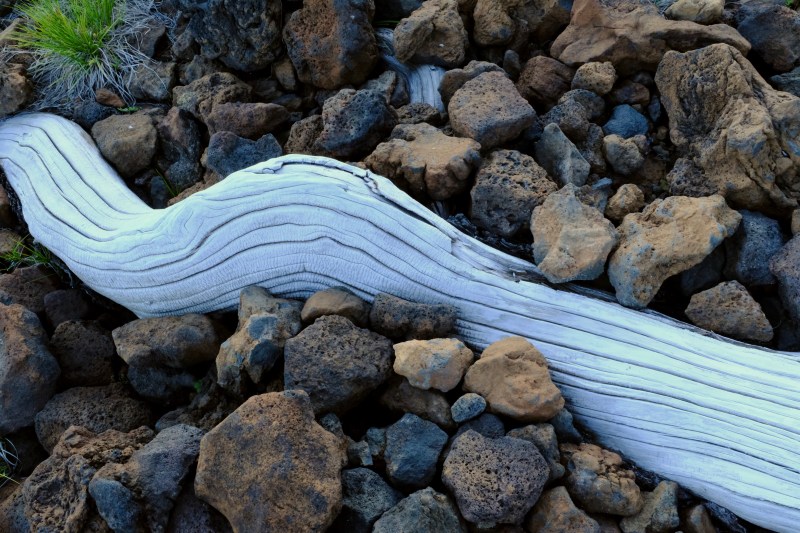 driftwood on rocks