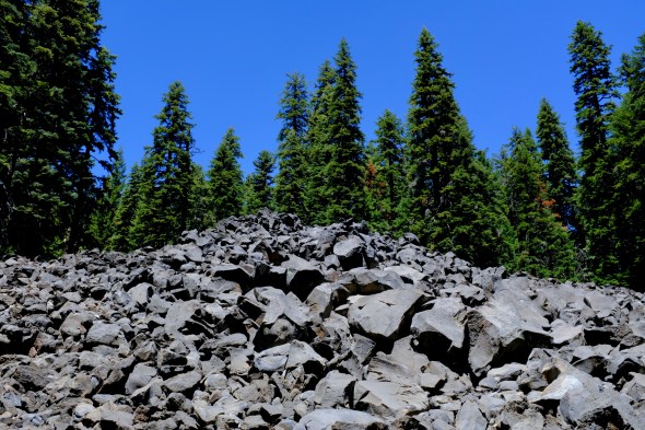 Boulder Field and Forest