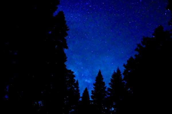 starry sky and silhouetted trees