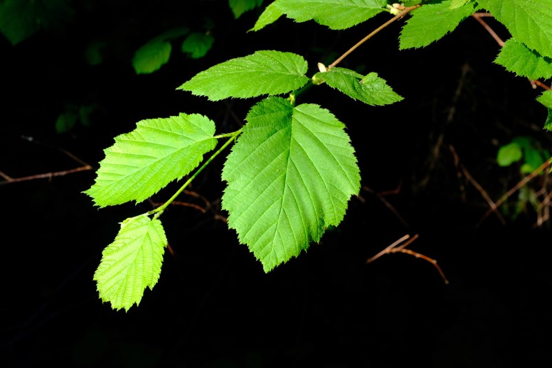 hazel leaves