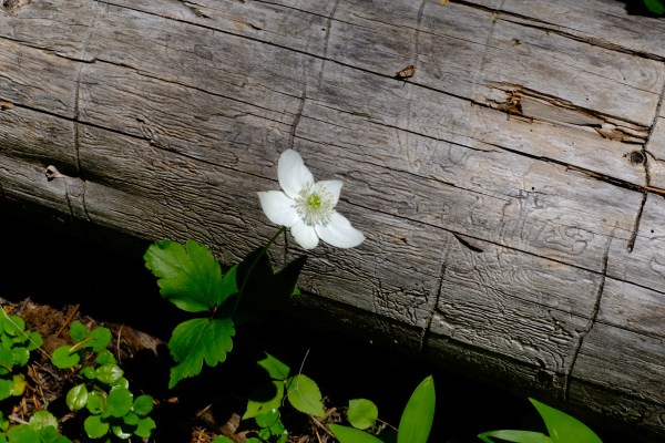 windflower, leaves and log