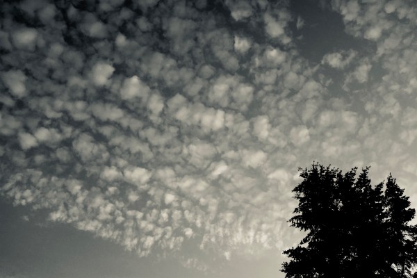 clouds in sky and tall tree