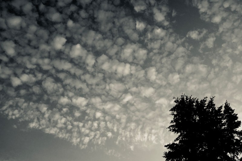clouds in sky and tall tree