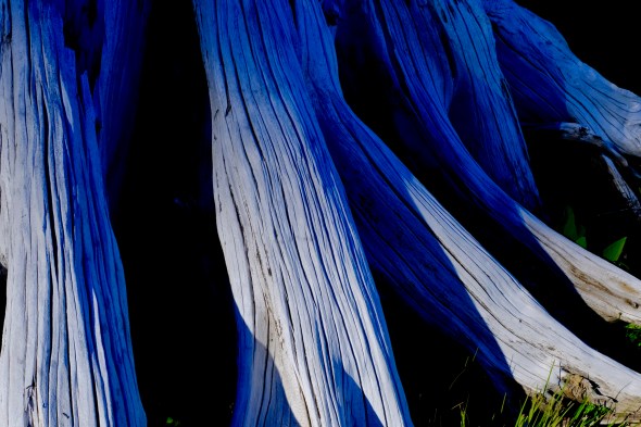 Weathered tree roots