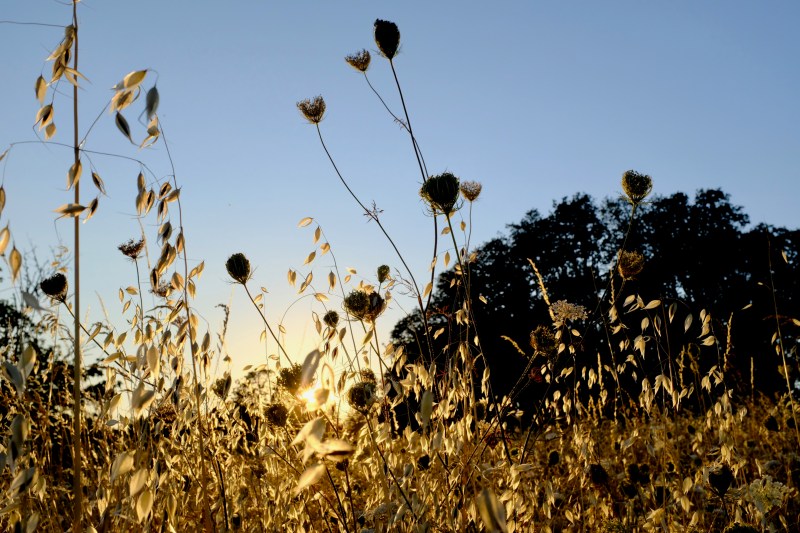 grasses & golden seedpods