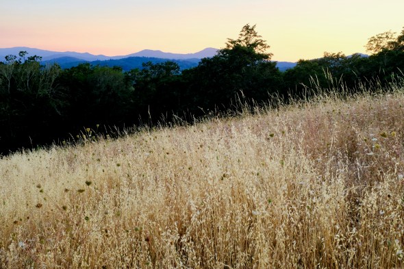 golden meadow, trees,and blue mountains