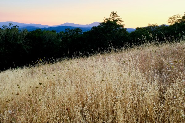 golden meadow, trees,and blue mountains