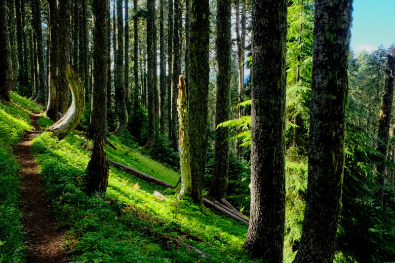footpath through forest
