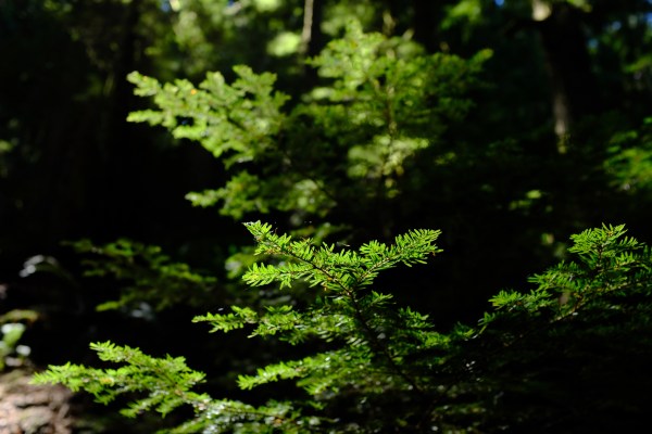 hemlock needles