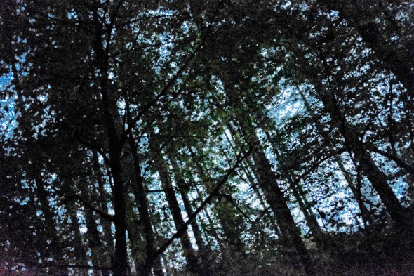 forest at dusk (abstract)