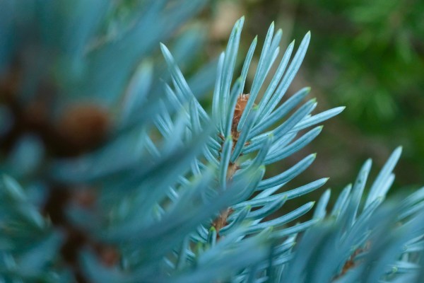 blue spruce needles close-up