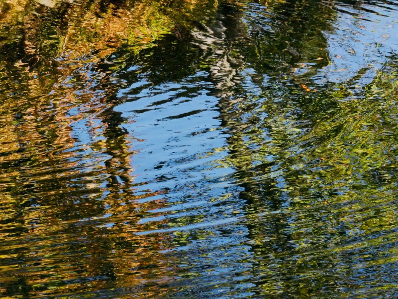 tree reflections and ripples in water
