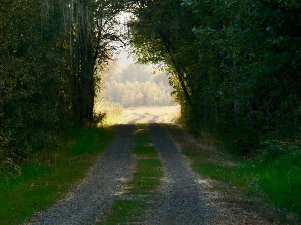 Road through trees into sunlit opening