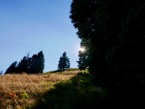 sunburst, meadow and forest