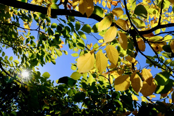 green and yellow leaves against blue sky