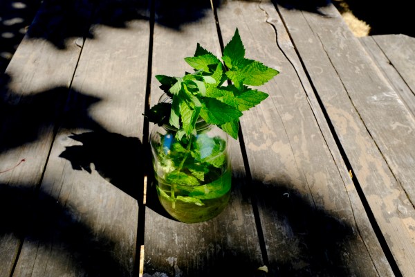 green leaves in Mason jar on picnic table