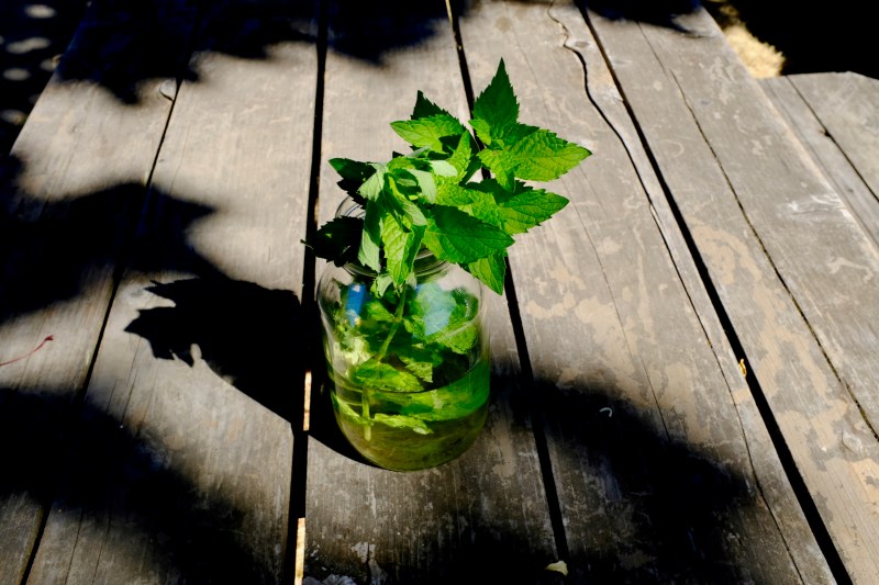 green leaves in Mason jar on picnic table