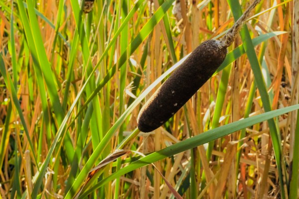 cattails