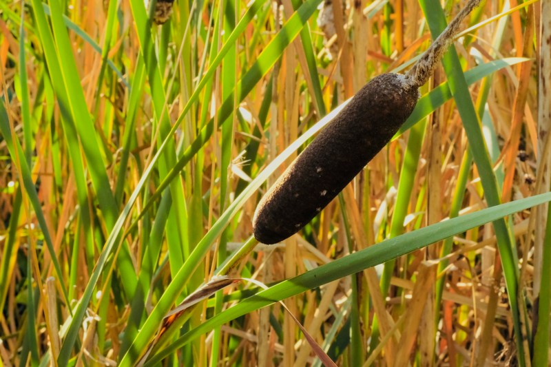 cattails