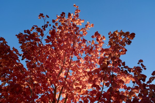 red maple tree