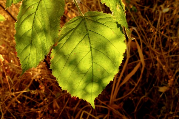 green leaves glowing