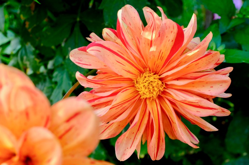 orange, red and yellow flower
