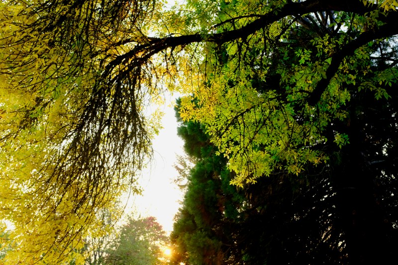 AutumnfFoliage and setting sun