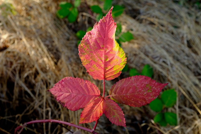 red blackberry leaves