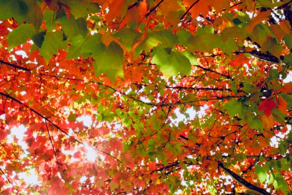 orange and green maple leaves