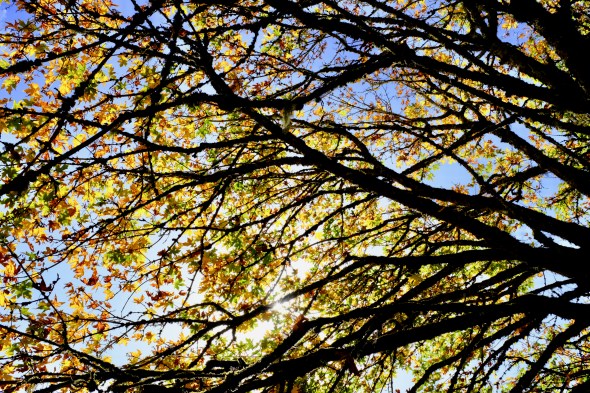 Maple tree with golden leaves