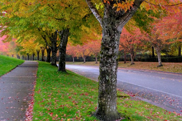 fall foliage on maples along street