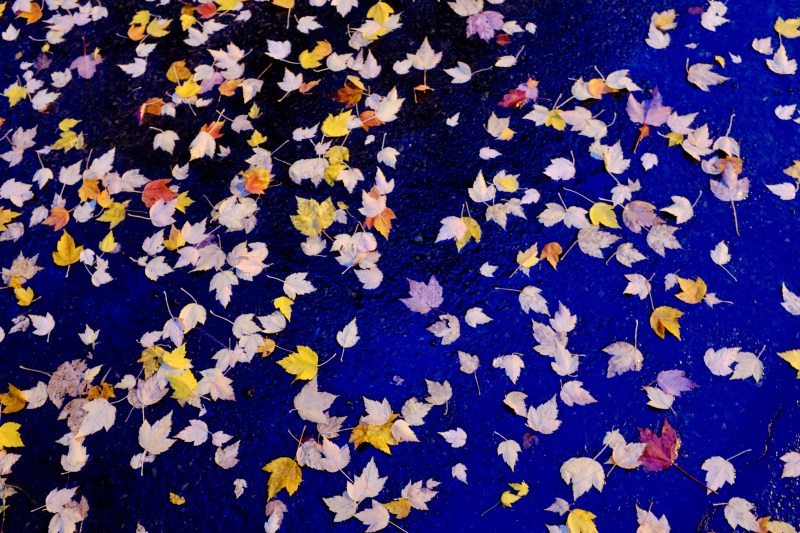 colorful maple leaves on wet pavement