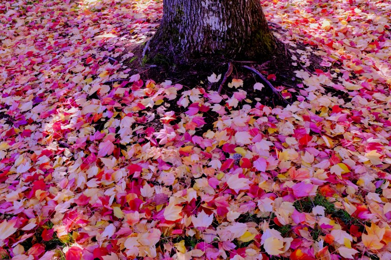 red maple leaves surrounding tr