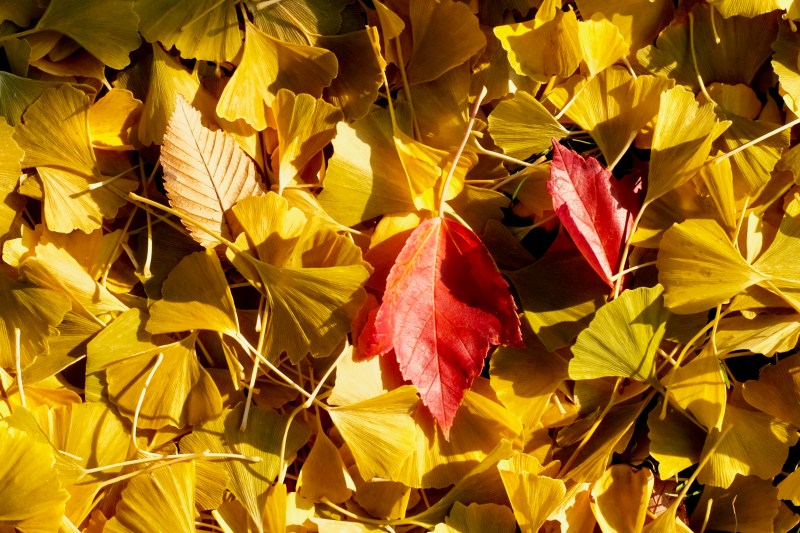 gingko and maple leaves on ground